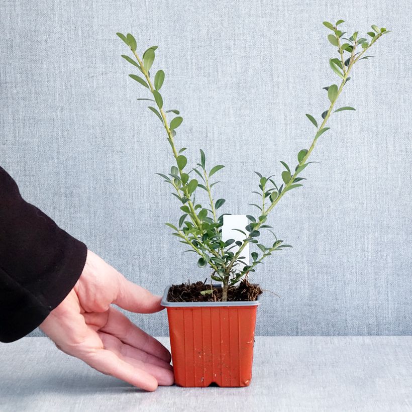 Example of Houx crénelé - Ilex crenata Glory Gem Kweekpotje van 8/9 cm as you get in hiver