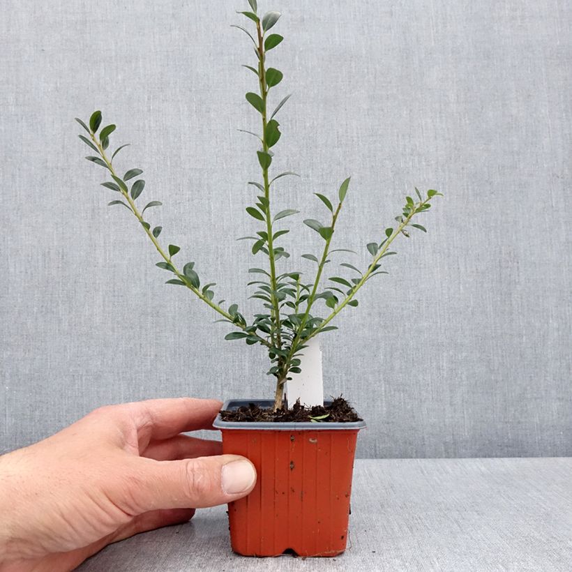 Exemplaar van Ilex crenata Glory Gem - Japanse hulst Kweekpotje van 8/9 cm zoals geleverd in de lente