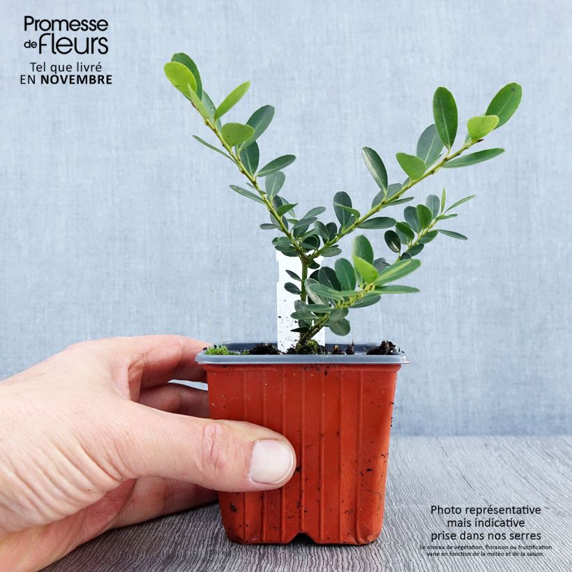 Exemplaar van Ilex crenata Green Hedge - Japanse hulst Kweekpotje van 8/9 cm zoals geleverd in de herfst
