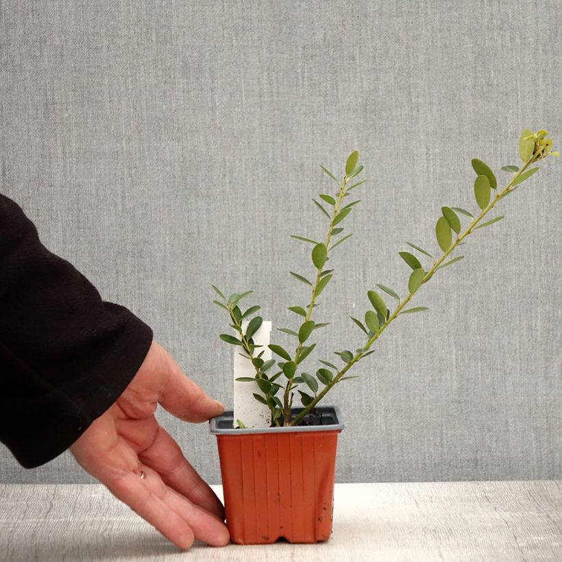 Exemplaar van Ilex crenata Green Hedge - Japanse hulst Kweekpotje van 8/9 cm zoals geleverd in de lente