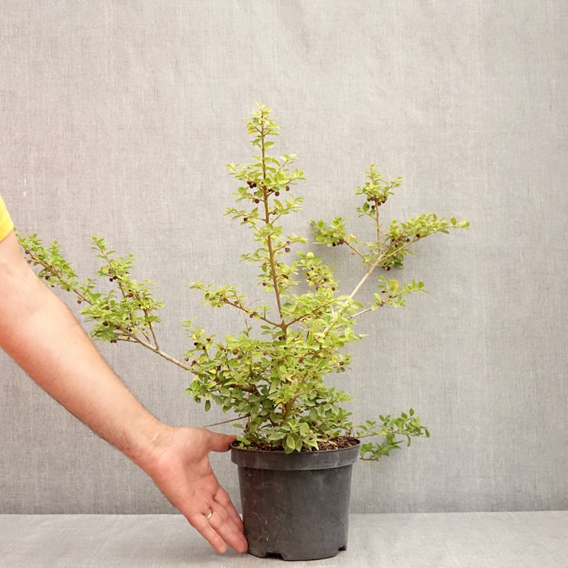 Exemplaar van Ilex crenata Green Lustre - Japanse hulst Pot van 2 l/3 l zoals geleverd in de zomer