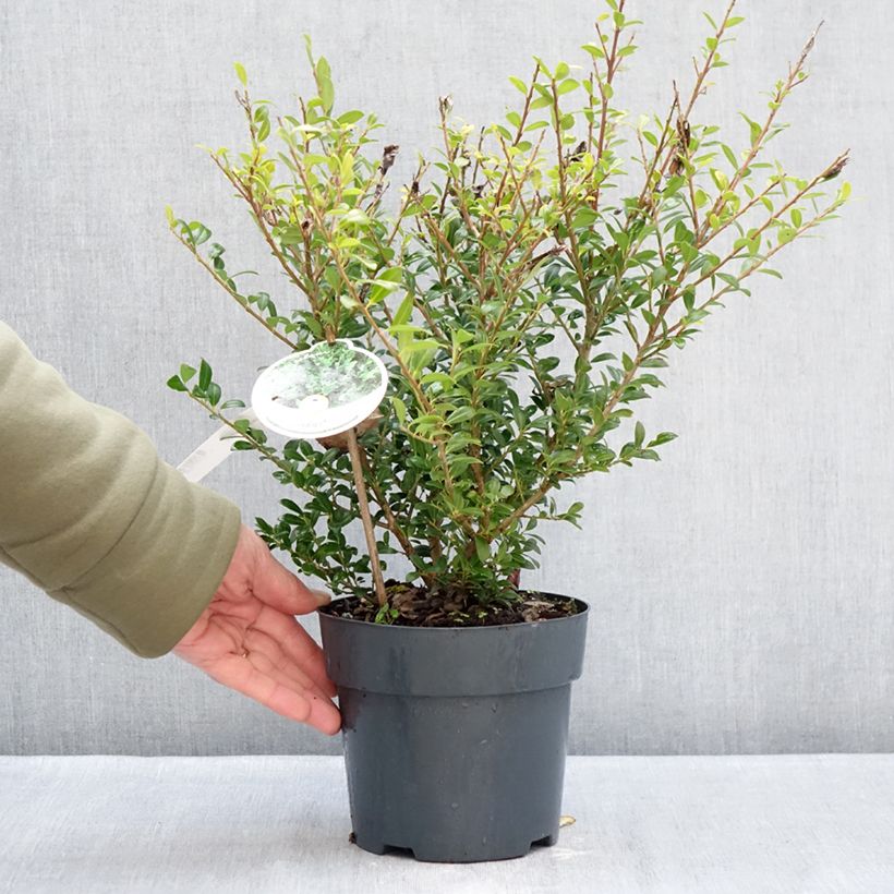 Example of Houx crénelé - Ilex crenata Luxus Hedge Pot van 2 l/3 l as you get in hiver