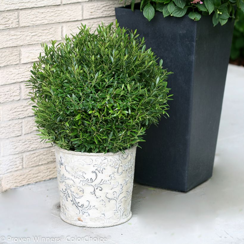 Ilex glabra Gem Box - Hulst (Groeiplaats)
