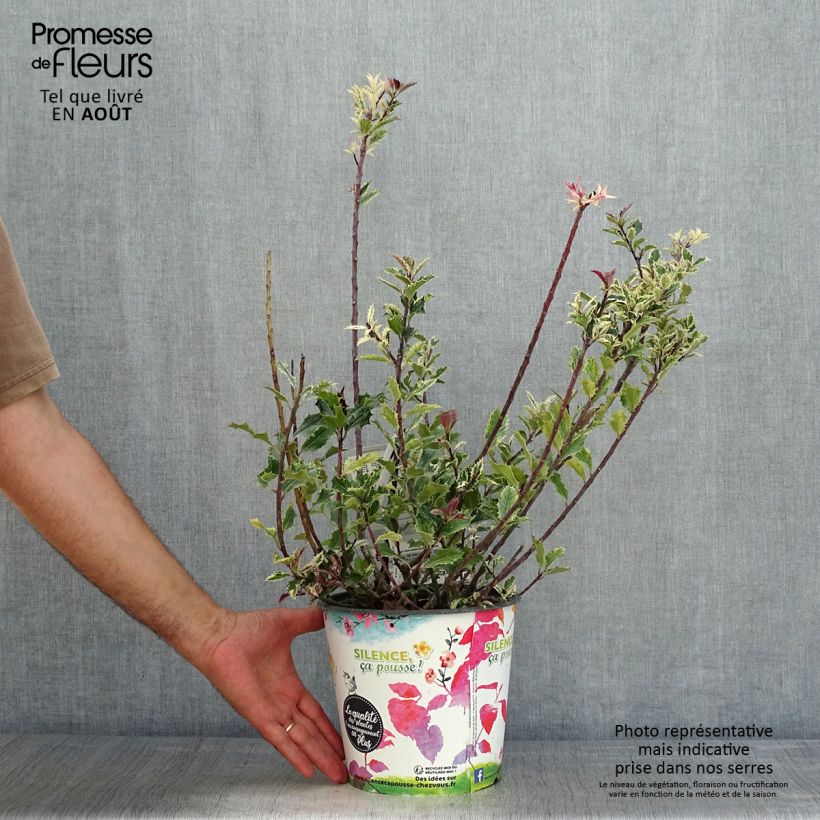 Exemplaar van Ilex aquifolium Ingramii - Hulst Pot van 2 l/3 l zoals geleverd in de zomer