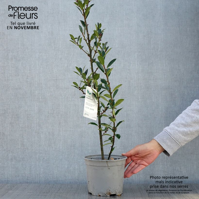 Exemplaar van Ilex meserveae Heckenpracht - Kastanjebladige hulst Pot van 2 l/3 l zoals geleverd in de herfst