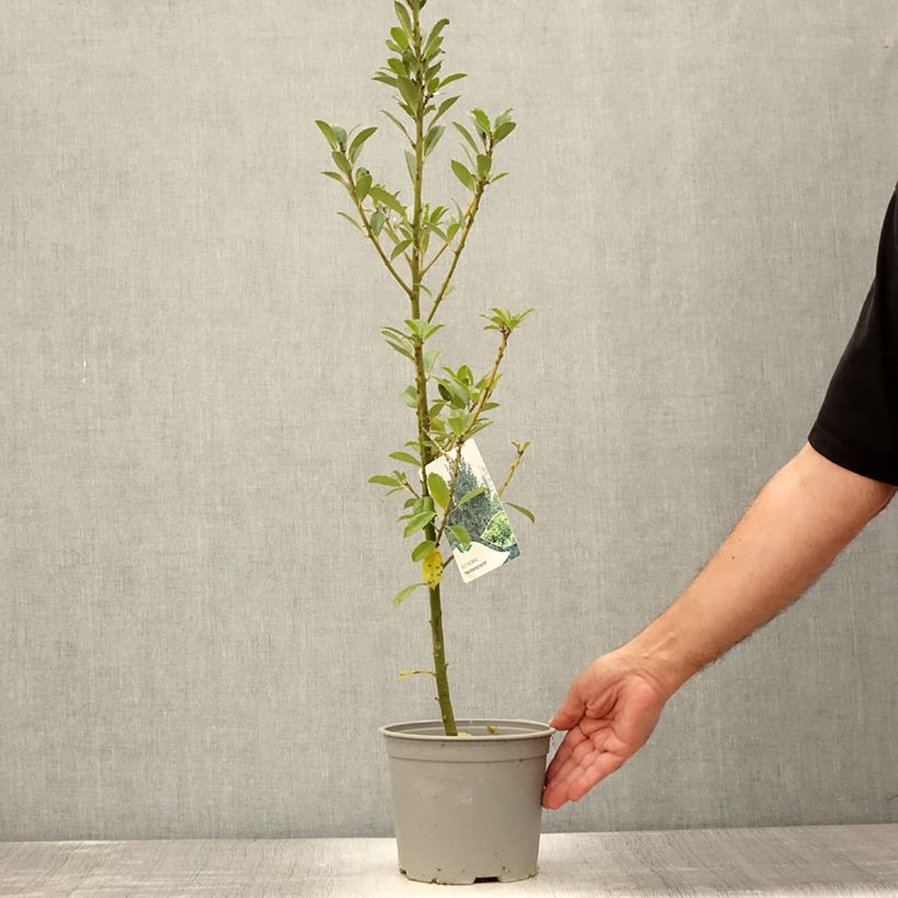 Exemplaar van Ilex meserveae Heckenpracht - Kastanjebladige hulst Pot van 2 l/3 l zoals geleverd in de zomer