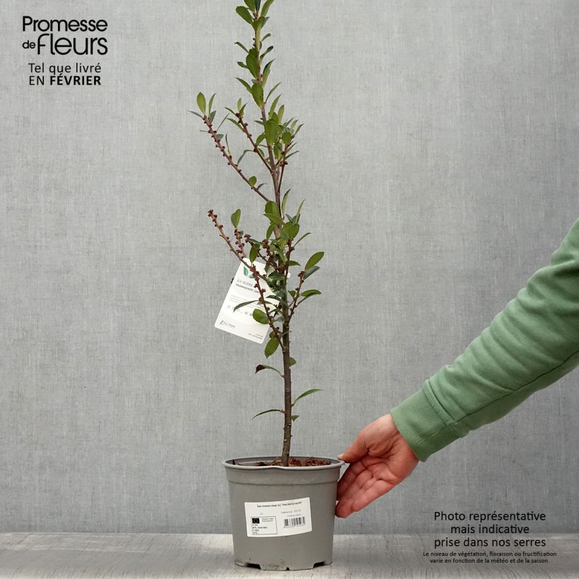 Example of Houx - Ilex x meserveae Heckenpracht Pot van 2 l/3 l as you get in hiver