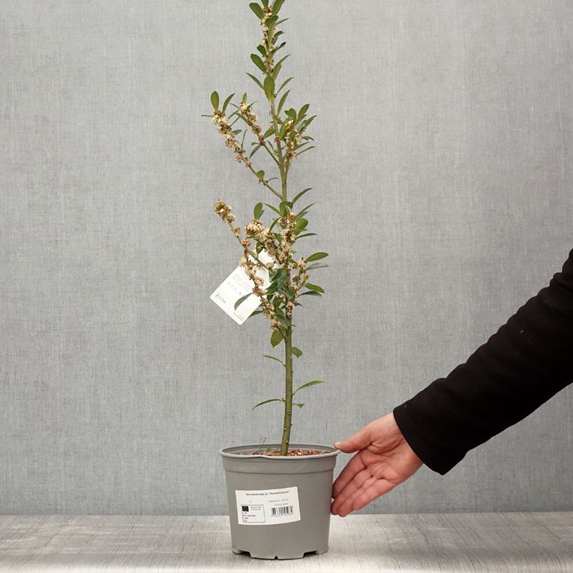 Exemplaar van Ilex meserveae Heckenpracht - Kastanjebladige hulst Pot van 2 l/3 l zoals geleverd in de lente