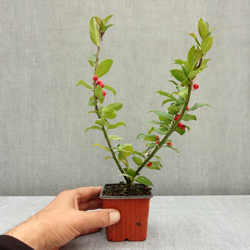 Exemplaar van Ilex meserveae Mesid - Kastanjebladige hulst Kweekpotje van 8/9 cm zoals geleverd in de zomer