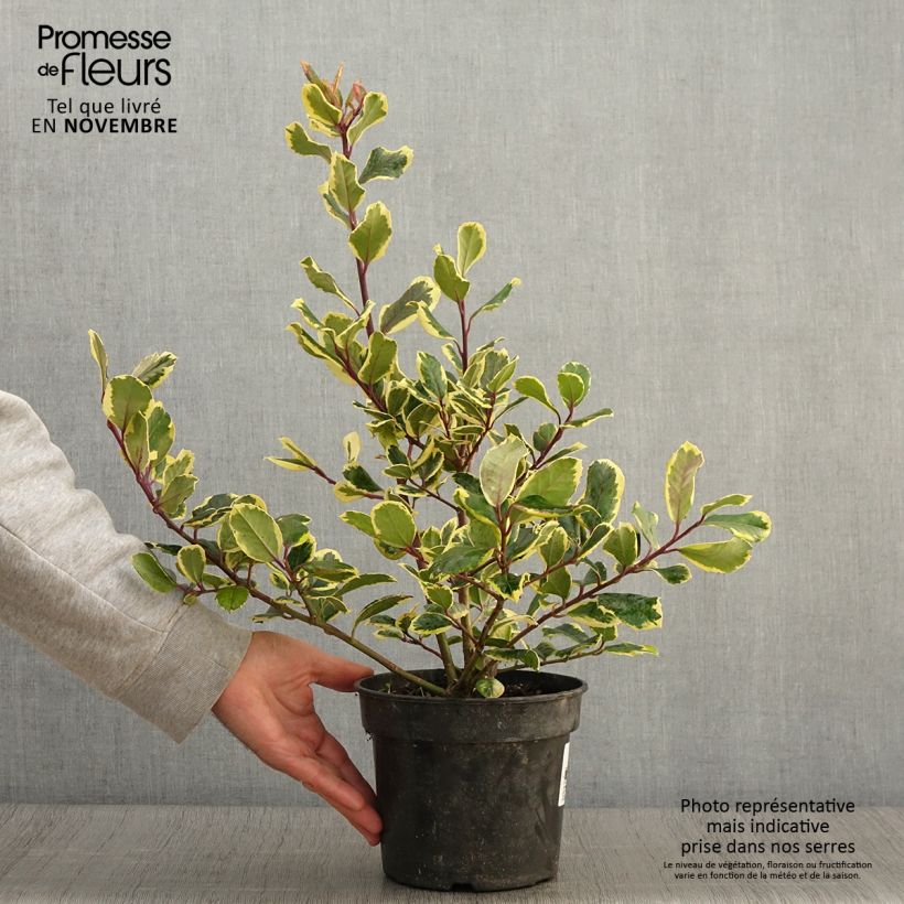 Exemplaar van Ilex Golden King - Kastanjebladige hulst Pot van 2 l/3 l zoals geleverd in de herfst