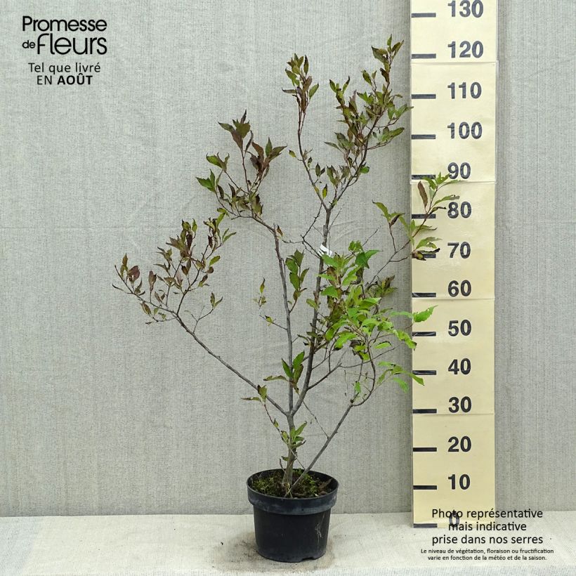 Exemplaar van Ilex verticillata Magical Daydream - Winterbes Pot van 4 l/5 l zoals geleverd in de zomer