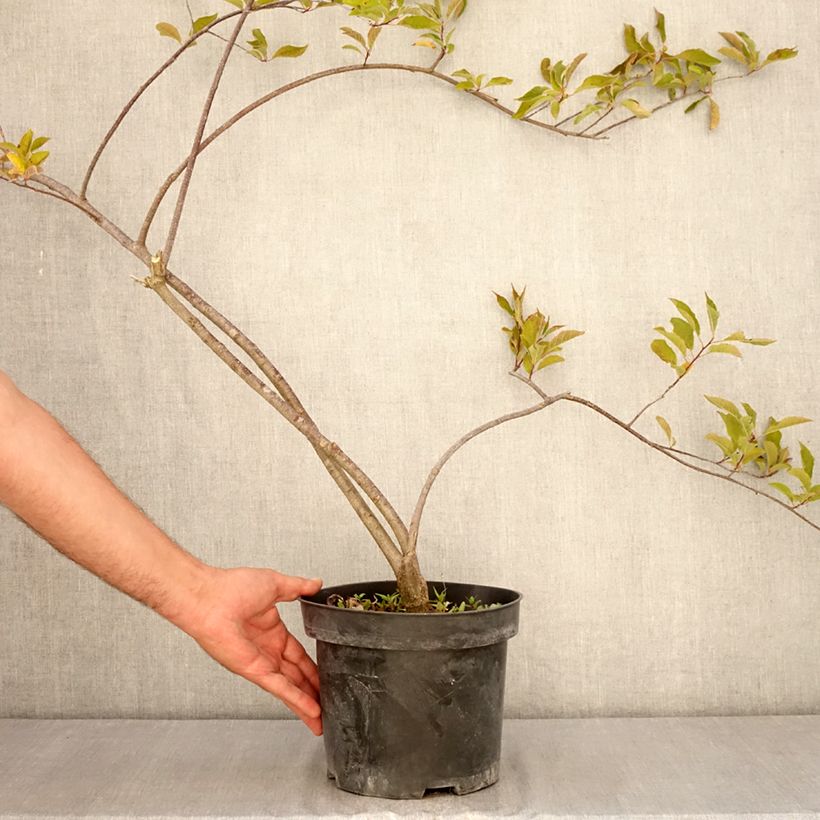 Example of Houx verticillé femelle Oosterwijk - Ilex verticillata Pot van 4 l/5 l as you get in ete