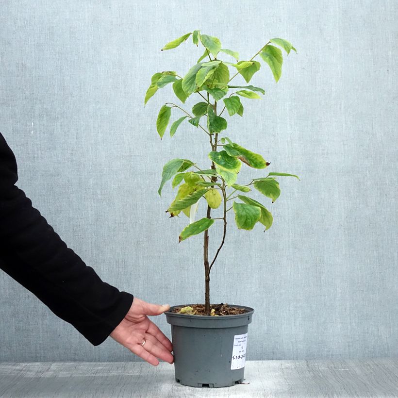 Exemplaar van Hovenia dulcis - Rozijnenboom Pot van 2 l/3 l zoals geleverd in de herfst