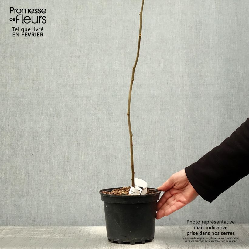 Example of Hovenia dulcis - Raisinier de Chine Pot van 2 l/3 l as you get in hiver