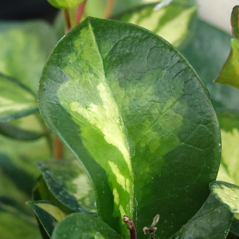Hoya australis Tricolor - Wasbloem (Blad)