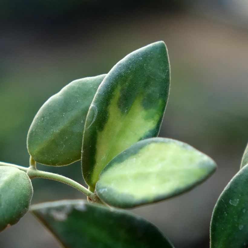 Hoya burtoniae Variegata - Wasbloem (Foliage)