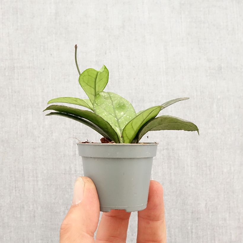 Example of Hoya callistophylla Sabah - Wasbloem Mini-plante as you get in printemps