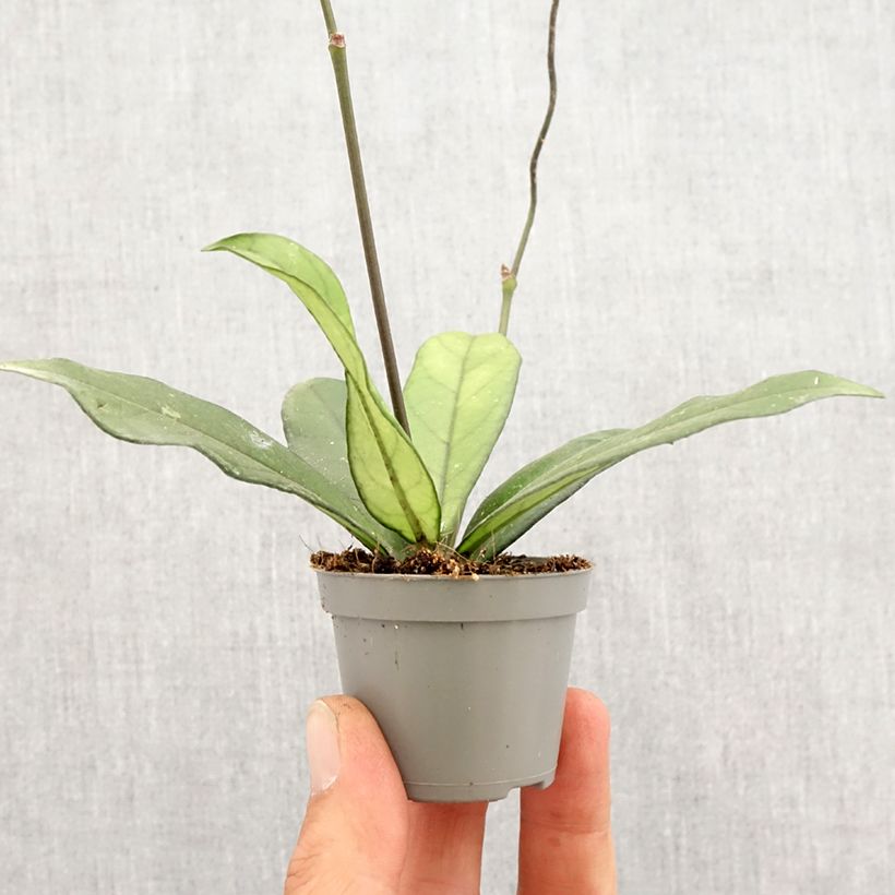 Exemplaar van Hoya crassipetiolata - Wasbloem Mini-kamerplanten zoals geleverd in de lente
