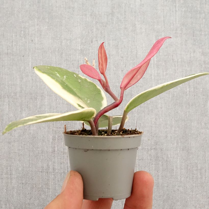 Example of Hoya carnosa Flamingo Dream - Wasbloem Mini-plante as you get in printemps