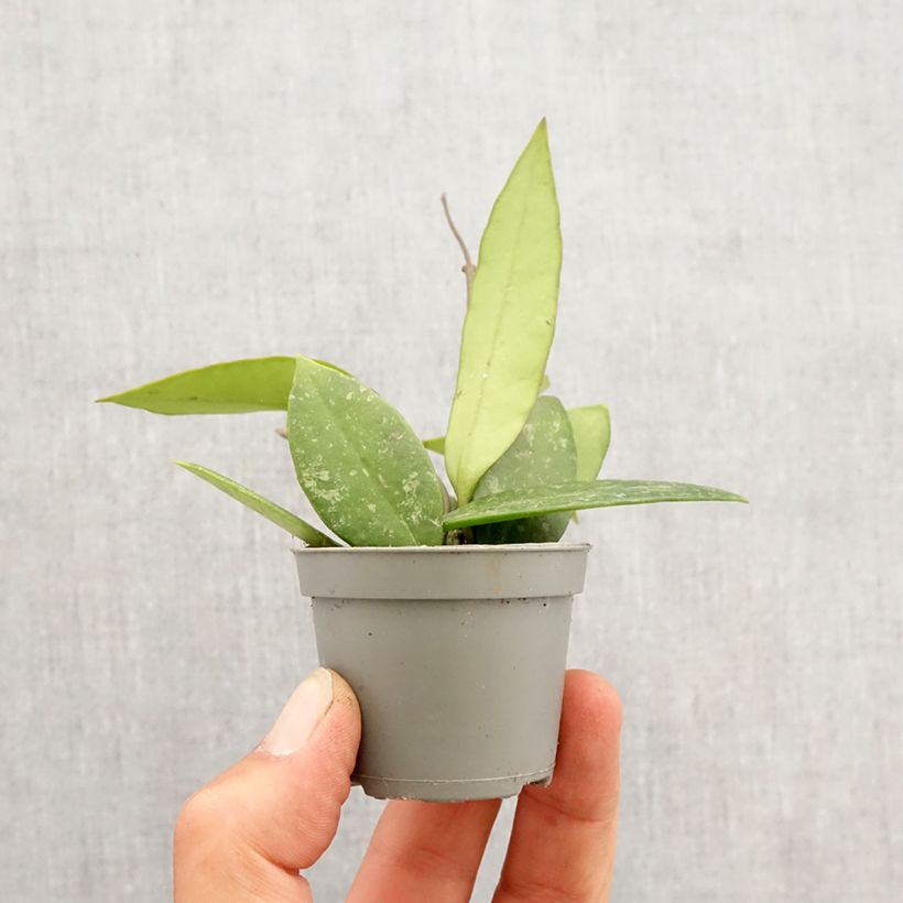 Exemplaar van Hoya gracilis - Wasbloem Mini-kamerplanten zoals geleverd in de lente