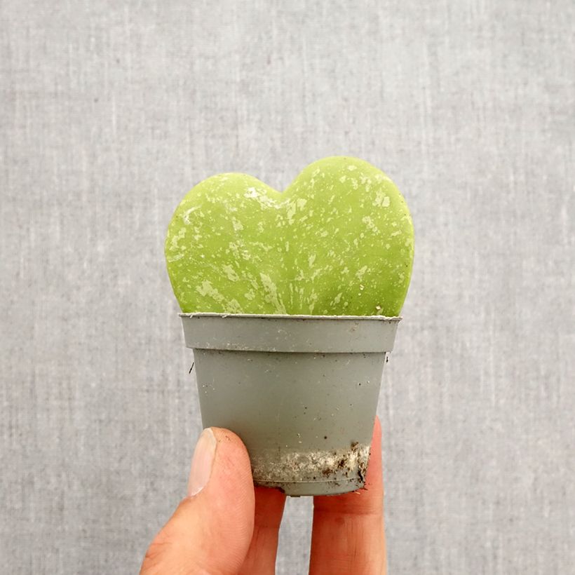 Exemplaar van Hoya kerrii Splash - Hartjesplant Mini-kamerplanten zoals geleverd in de lente