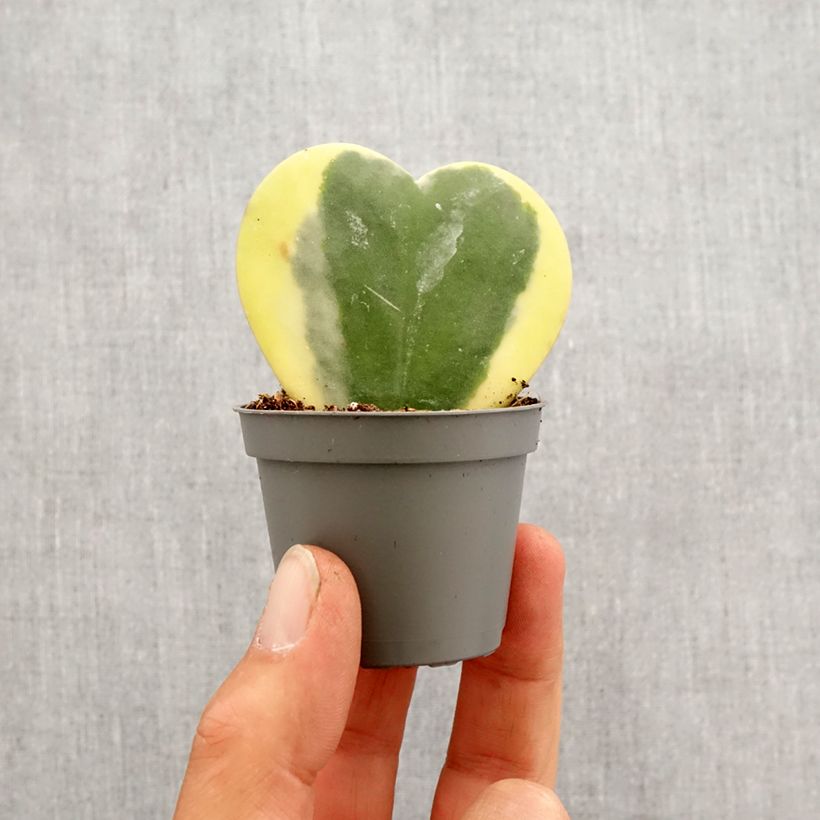 Exemplaar van Hoya kerrii Variegata - Hartjesplant Mini-kamerplanten zoals geleverd in de lente