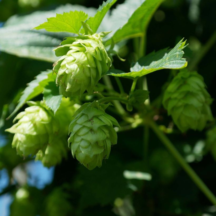 Hop groen Magnum - Humulus lupulus (Flowering)