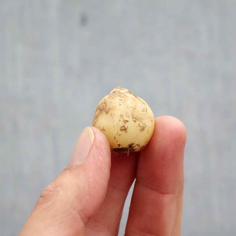 Exemplaar van Boshyacint Wit - Hyacinthoides non scripta Alba Bol kaliber 7+ zoals geleverd in de herfst