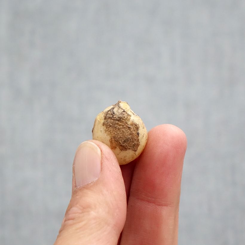 Exemplaar van Boshyacint roze - Hyacinthoides non scripta Rosea Bol kaliber 7+ zoals geleverd in de herfst