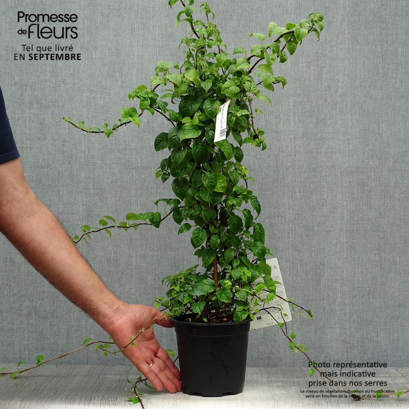 Exemplaar van Hydrangea anomala Crug Coral - Klimhortensia Pot van 2 l/3 l zoals geleverd in de herfst
