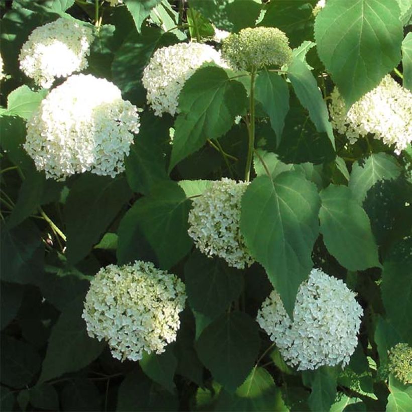 Hydrangea arborescens Annabelle - Sneeuwballenhortensia (Flowering)