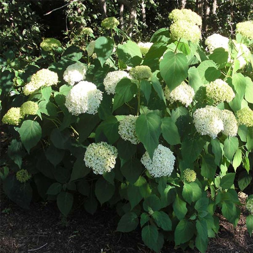 Hydrangea arborescens Annabelle - Sneeuwballenhortensia (Plant habit)