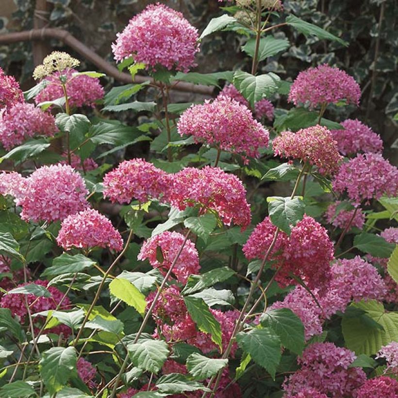 Hydrangea arborescens Bella Anna BIO - Struikhortensia (Flowering)