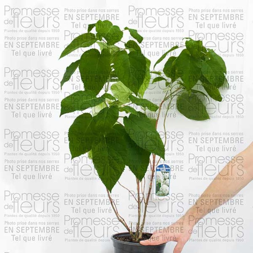 Example of Hydrangea arborescens Bella Anna BIO - Struikhortensia Pot van 4 l/5 l, Struik as you get