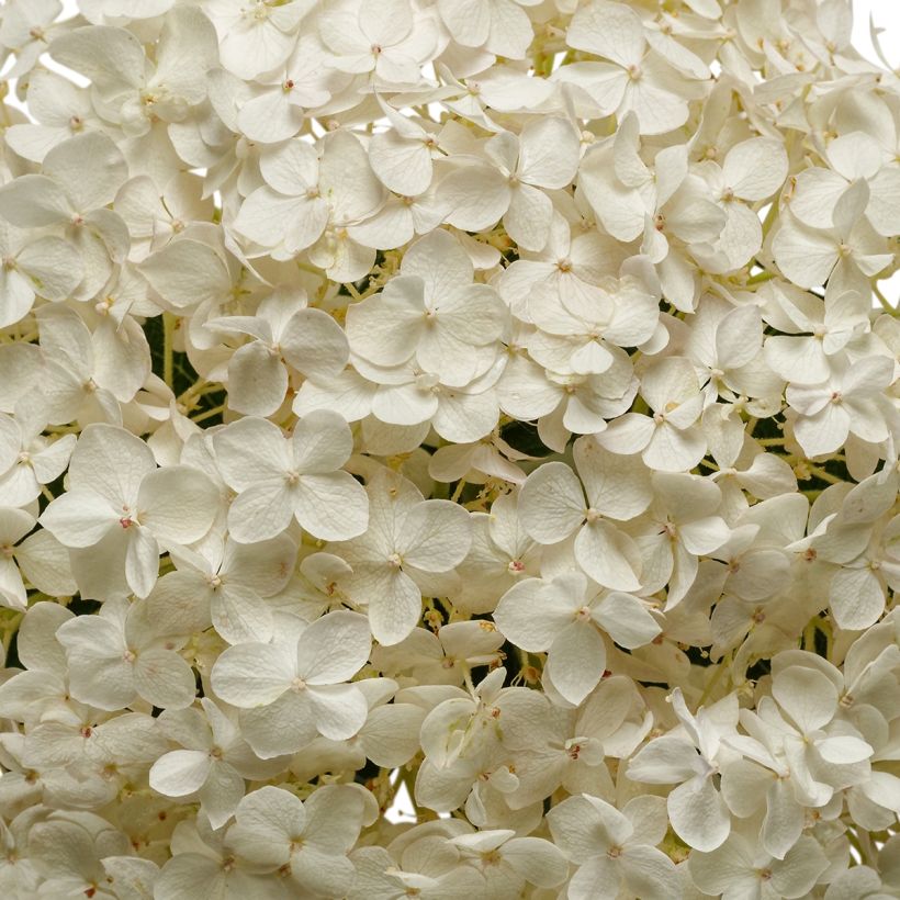 Hydrangea BellaRagazza Blanchetta - Struikhortensia (Bloei)