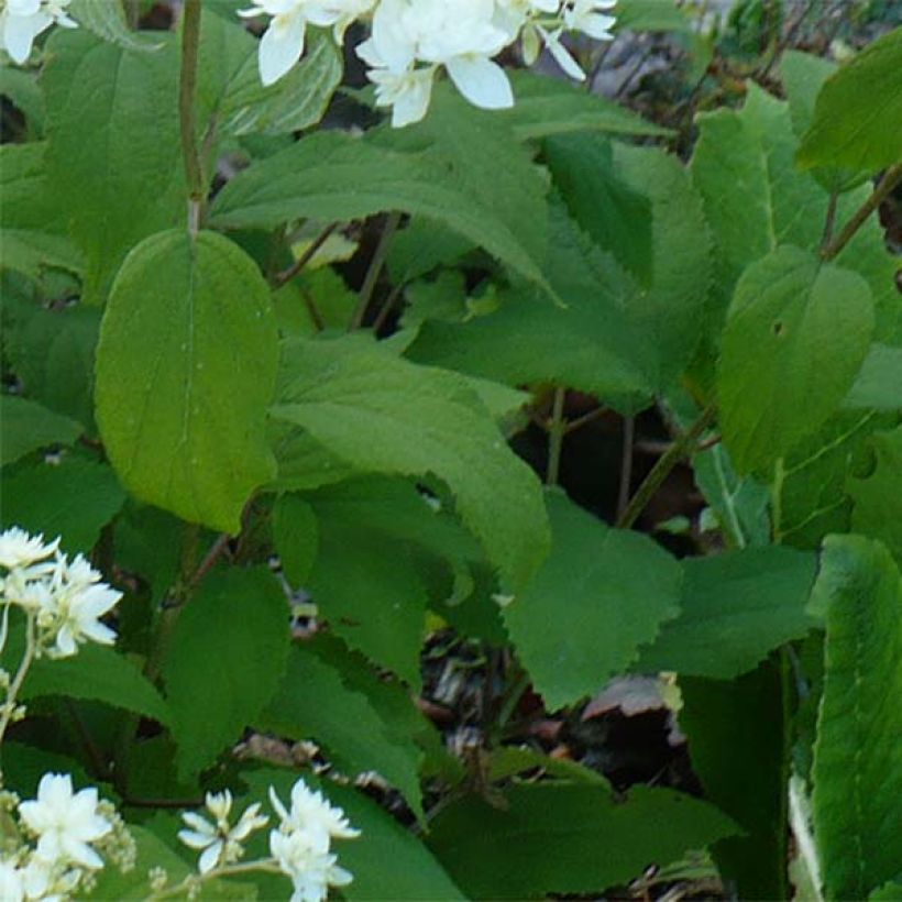 Hydrangea arborescens Hayes Starbust - struikhortensia (Foliage)