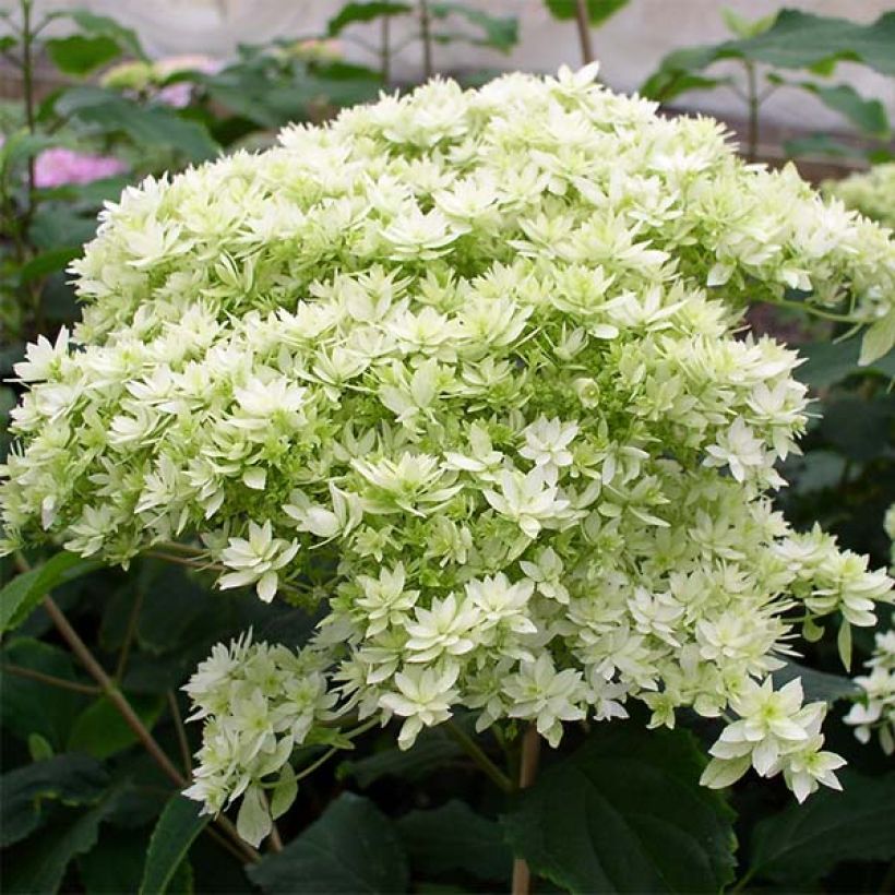 Hydrangea arborescens Hayes Starbust - struikhortensia (Flowering)