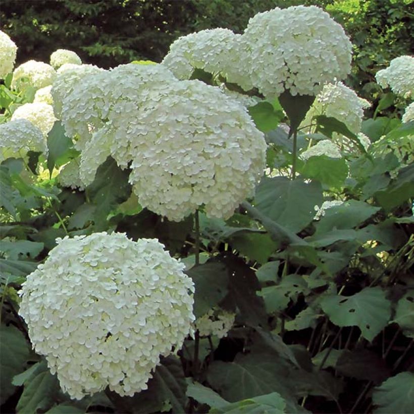 Sneeuwballenhortensia Strong Annabelle Incrediball (Flowering)