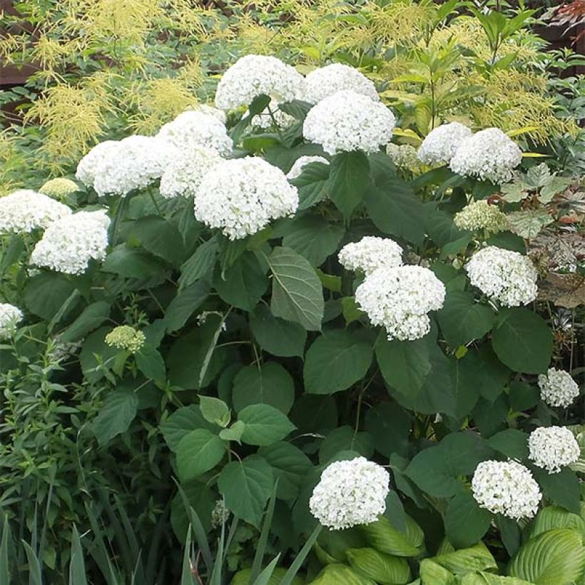 Sneeuwballenhortensia Strong Annabelle Incrediball (Plant habit)