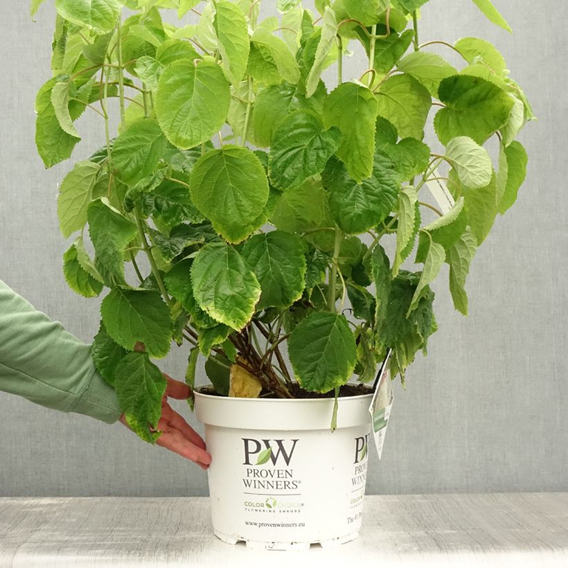 Exemplaar van Sneeuwballenhortensia Strong Annabelle Incrediball Pot van 7,5 l/10 l zoals geleverd in de zomer