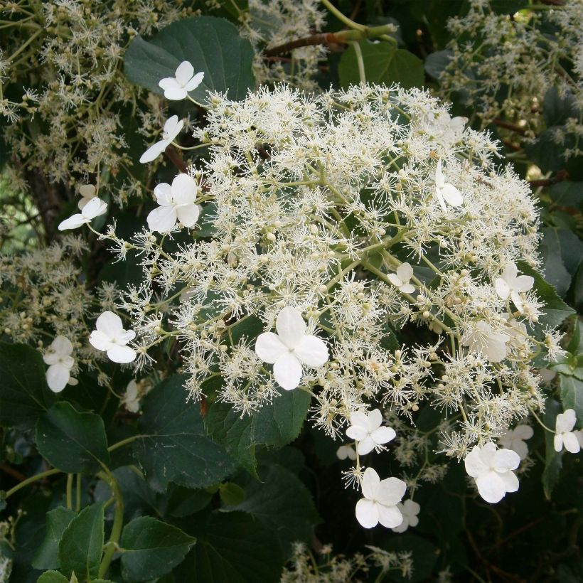 Hydrangea petiolaris - Klimhortensia (Flowering)