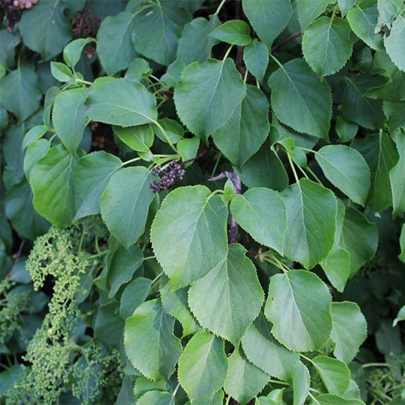 Hydrangea petiolaris - Klimhortensia (Foliage)