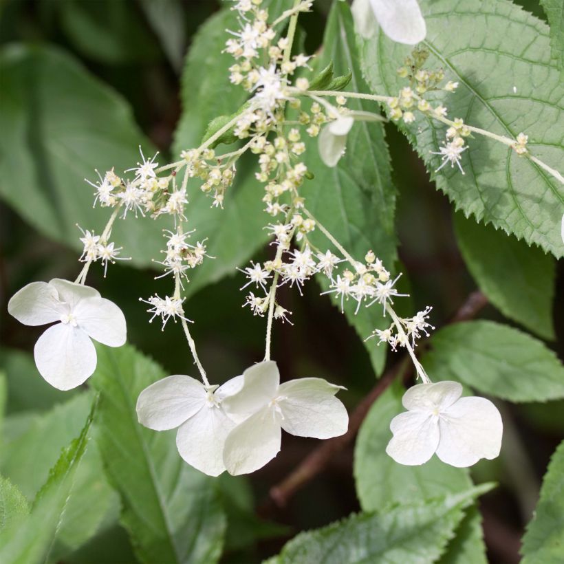 Hydrangea heteromalla - Hortensia (Flowering)