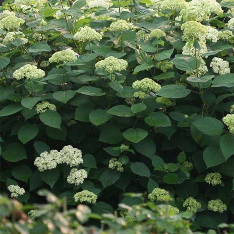 Hydrangea arborescens Lime Rickey bio - struikhortensia (Foliage)