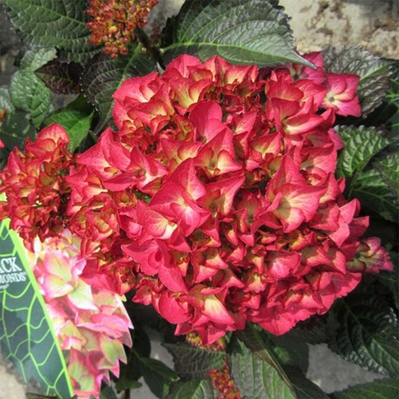 Hydrangea macrophylla Black Diamonds Dark Angel - Bolhortensia (Flowering)