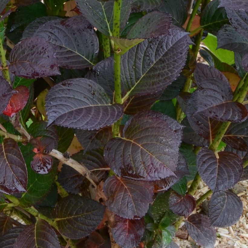 Hydrangea macrophylla Julisa - Bolhortensia (Foliage)