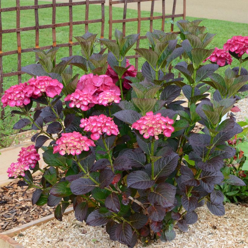 Hydrangea macrophylla Julisa - Bolhortensia (Plant habit)