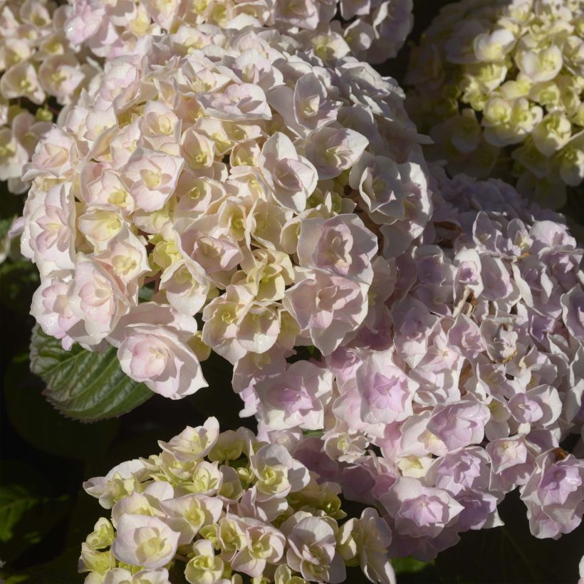 Hydrangea macrophylla Kazan - Bolhortensia (Flowering)