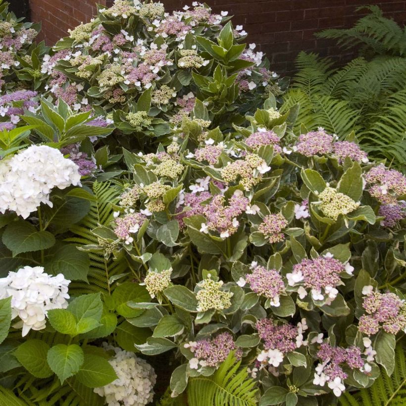 Hydrangea macrophylla LightoDay - Schermhortensia (Plant habit)
