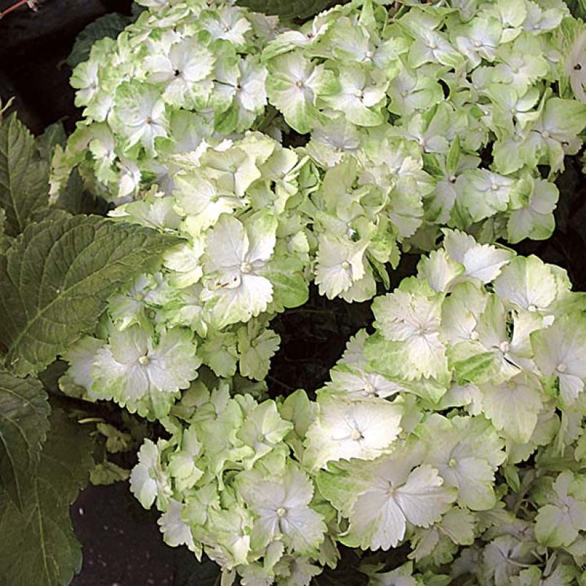 Hydrangea macrophylla Magical Jade - Bolhortensia (Bloei)